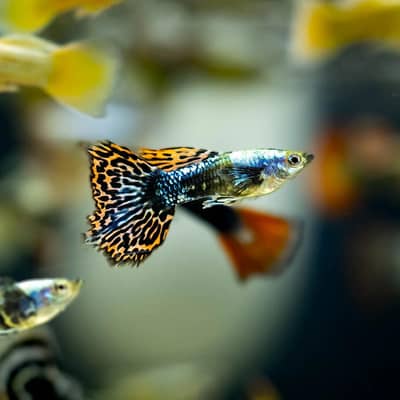 Guppy Available in Beautiful colours