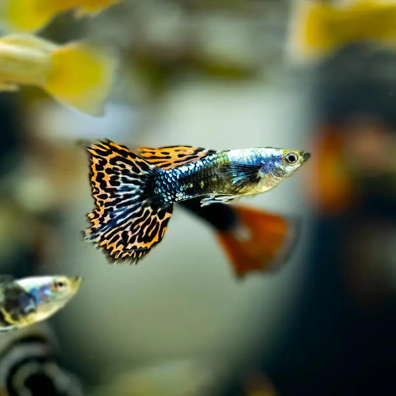 Guppy Available in Beautiful colours