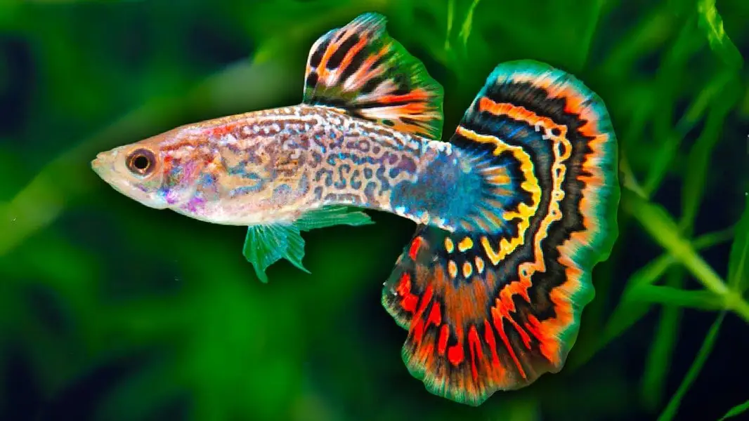 Guppy Available in Beautiful colours — photo 2