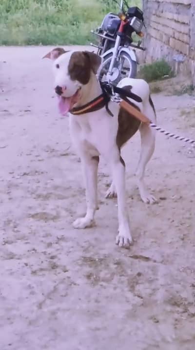Bulli gultair vaccinated 29 inch full active exchange possible