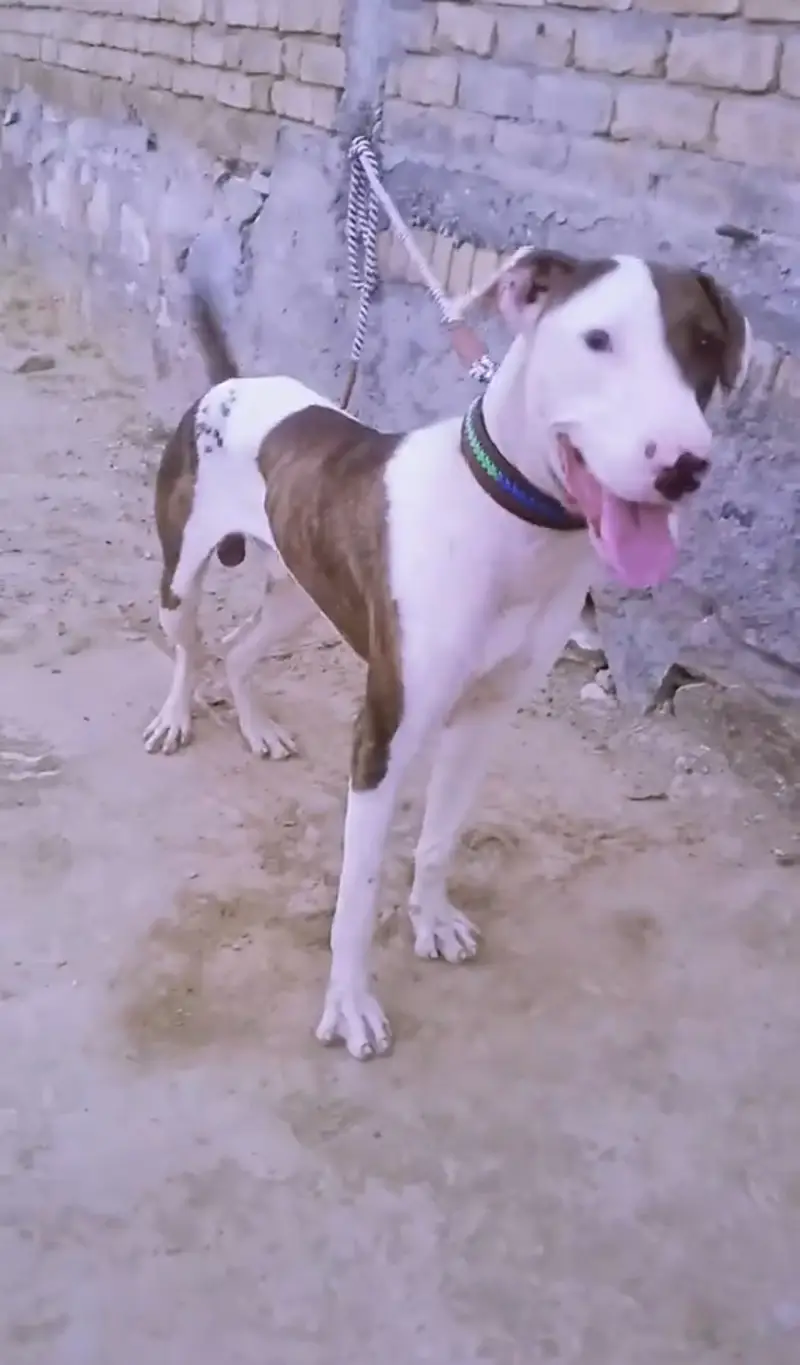 Bulli gultair Exchange possible with German shepherd male — photo 2