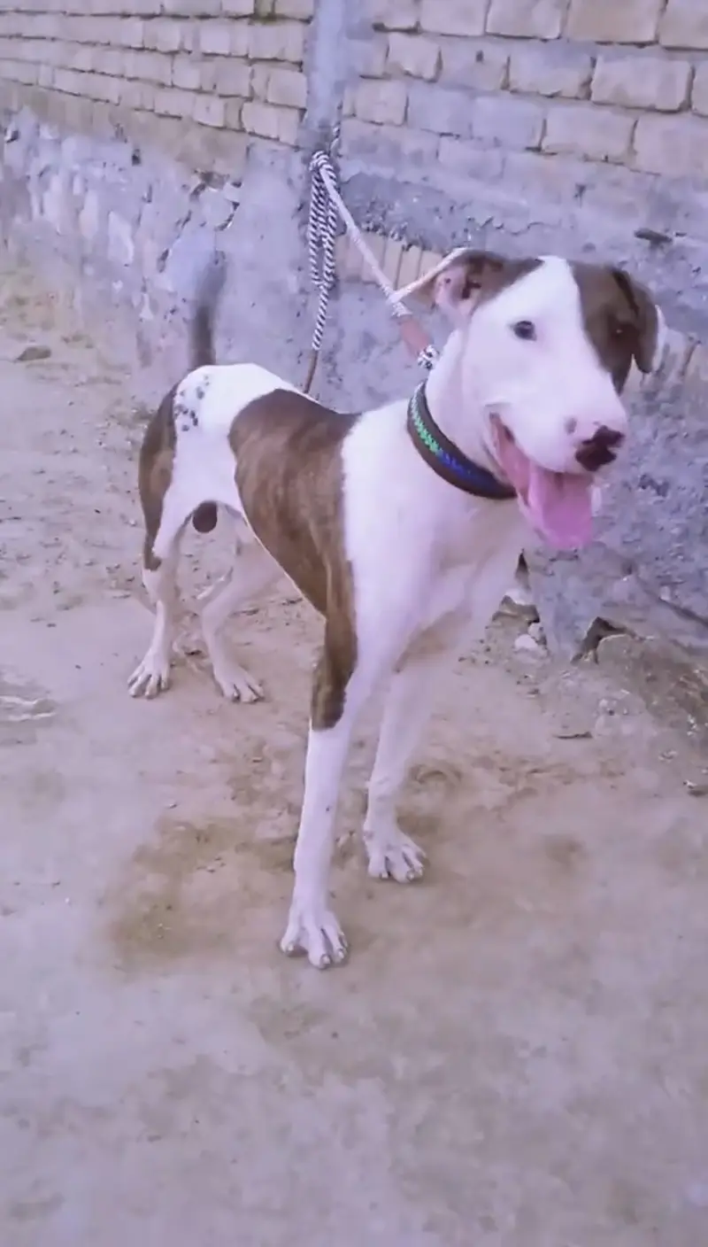 Bulli gultair Exchange possible with German shepherd male — photo 3
