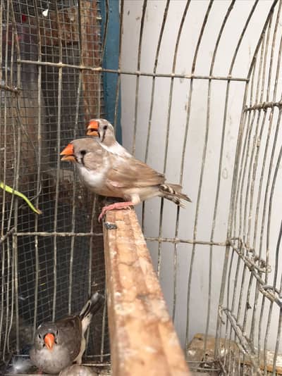 orange females mutation