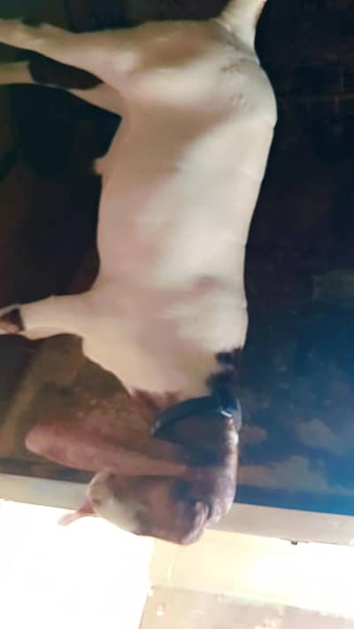55kg live weight khassi kheera bakra