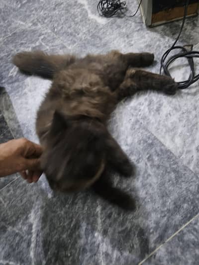 pair ha cats ka lion ka crose ha