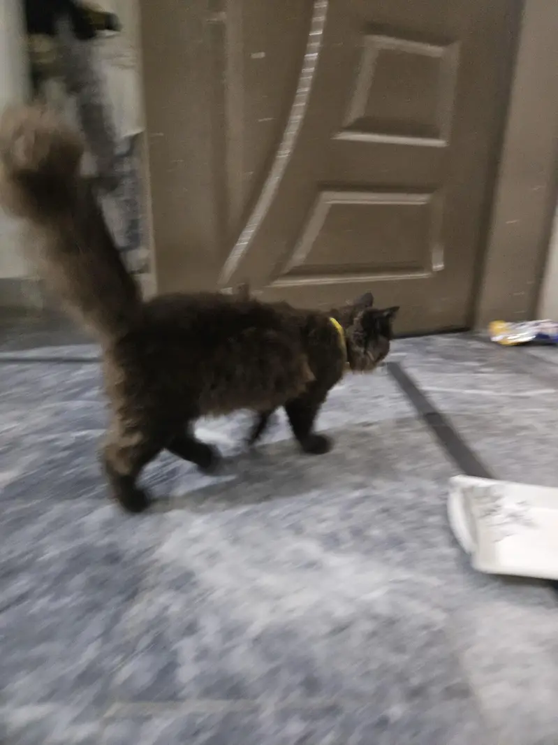 pair ha cats ka lion ka crose ha — photo 3