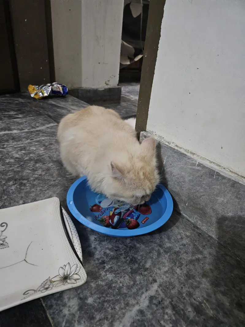 pair ha cats ka lion ka crose ha — photo 4