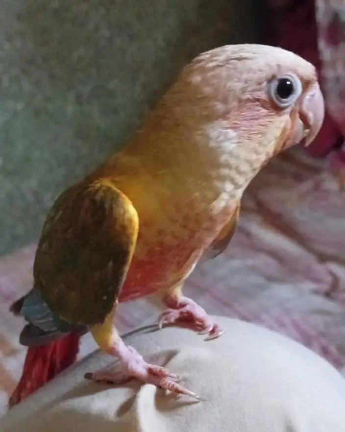 pineapple conure & plum head & love birds — photo 4