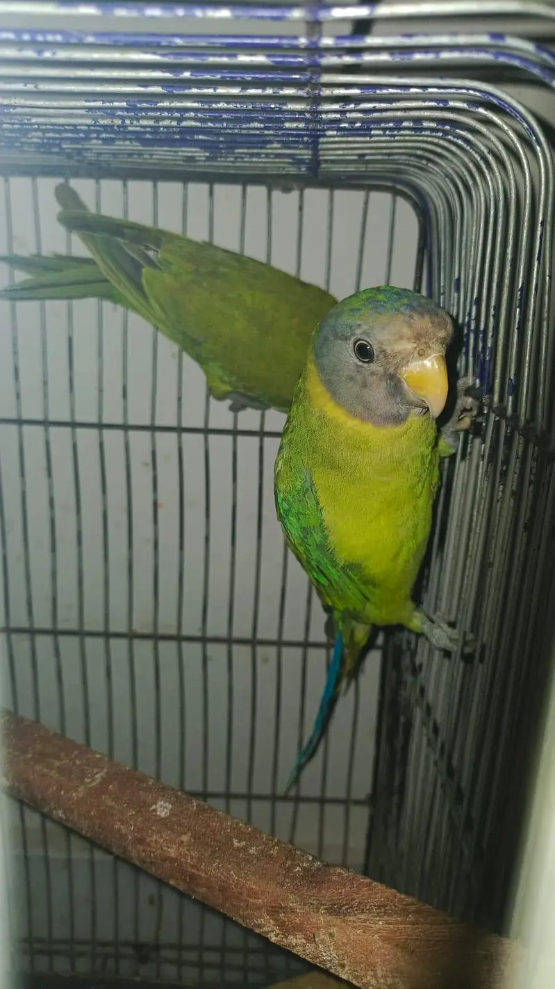 pineapple conure & plum head & love birds — photo 5