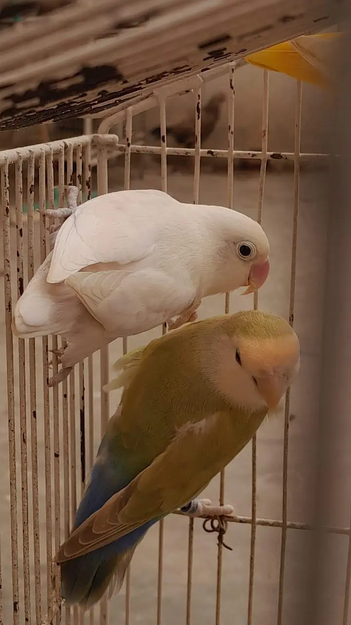 pineapple conure & plum head & love birds — photo 6