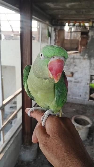 kashmiri raw parrot female fully hand tammed