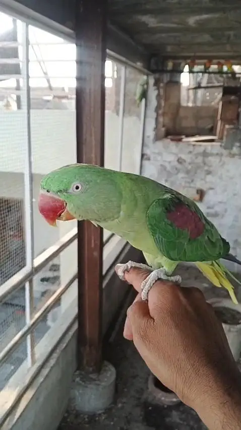 kashmiri raw parrot female fully hand tammed — photo 2