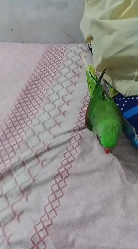 kashmiri raw parrot female fully hand tammed — photo 3