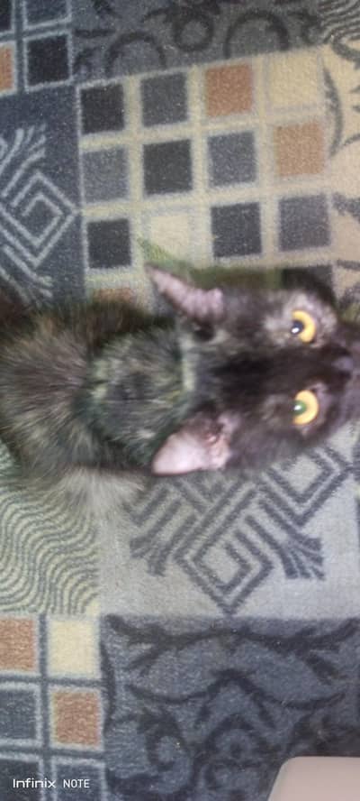 cute cat