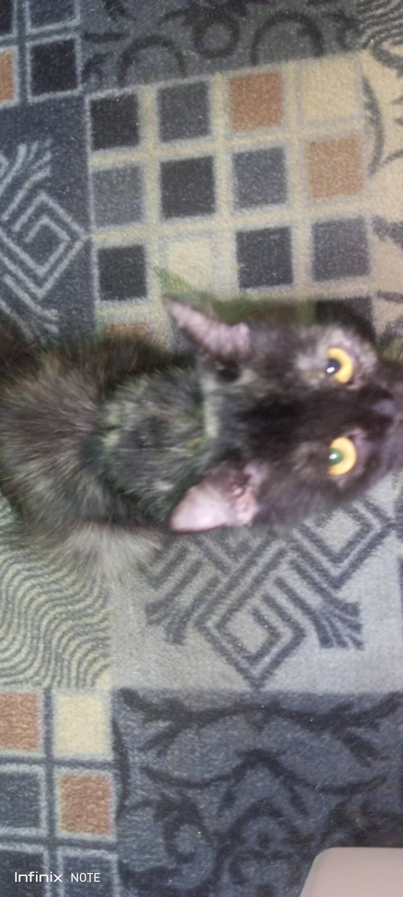 cute cat 0