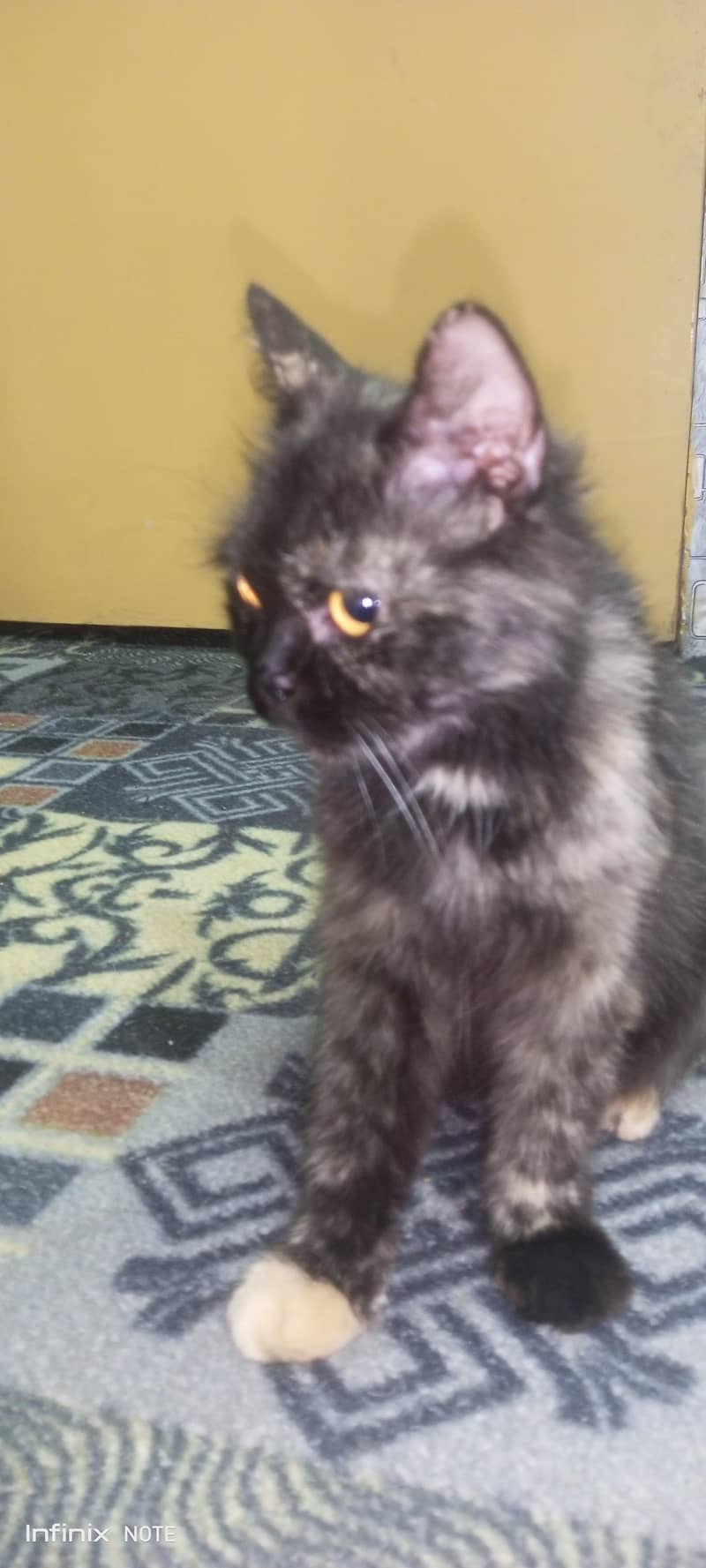cute cat 1