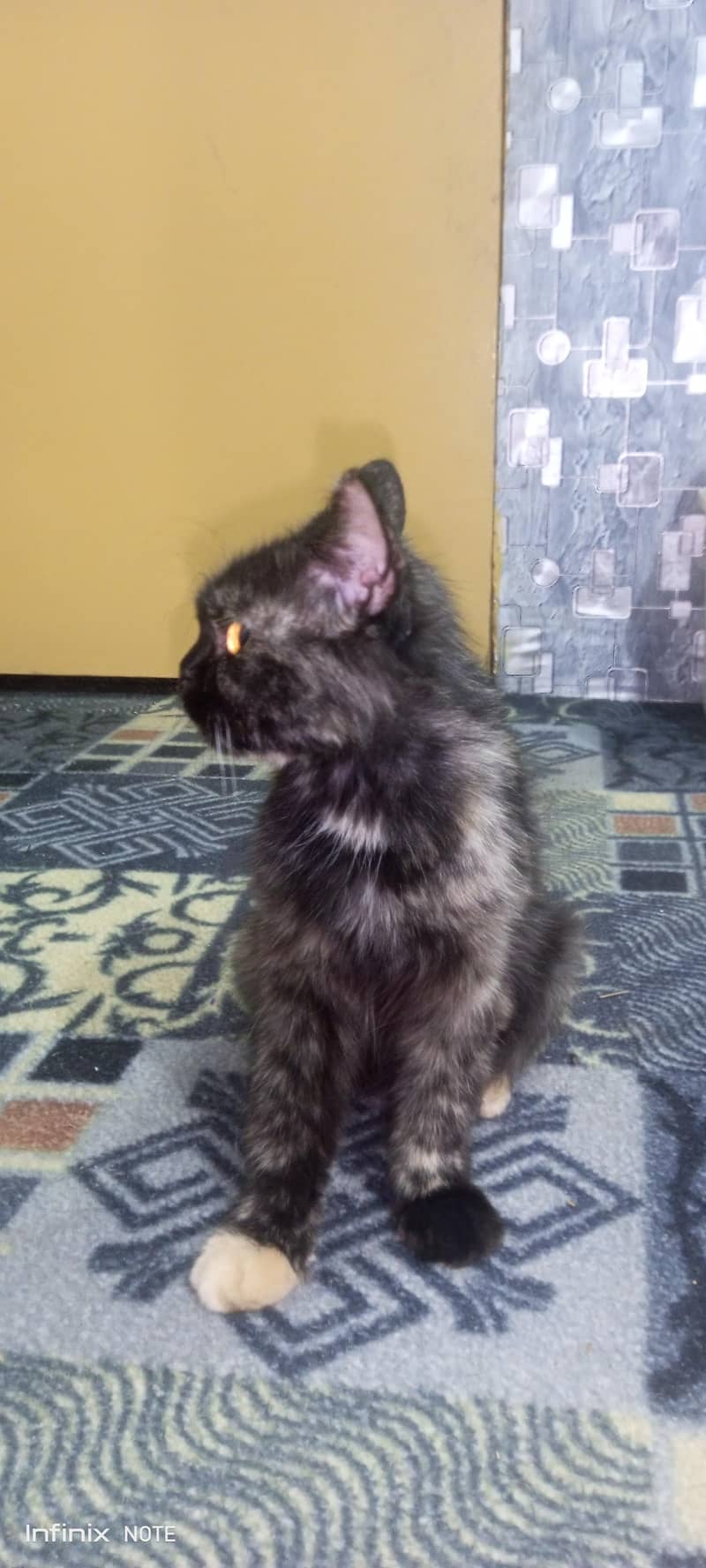 cute cat 2