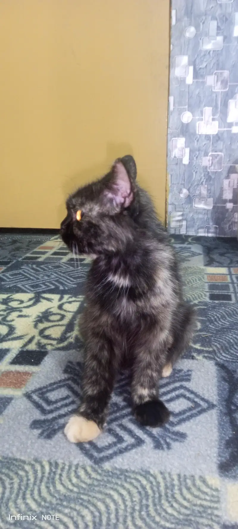cute cat — photo 3