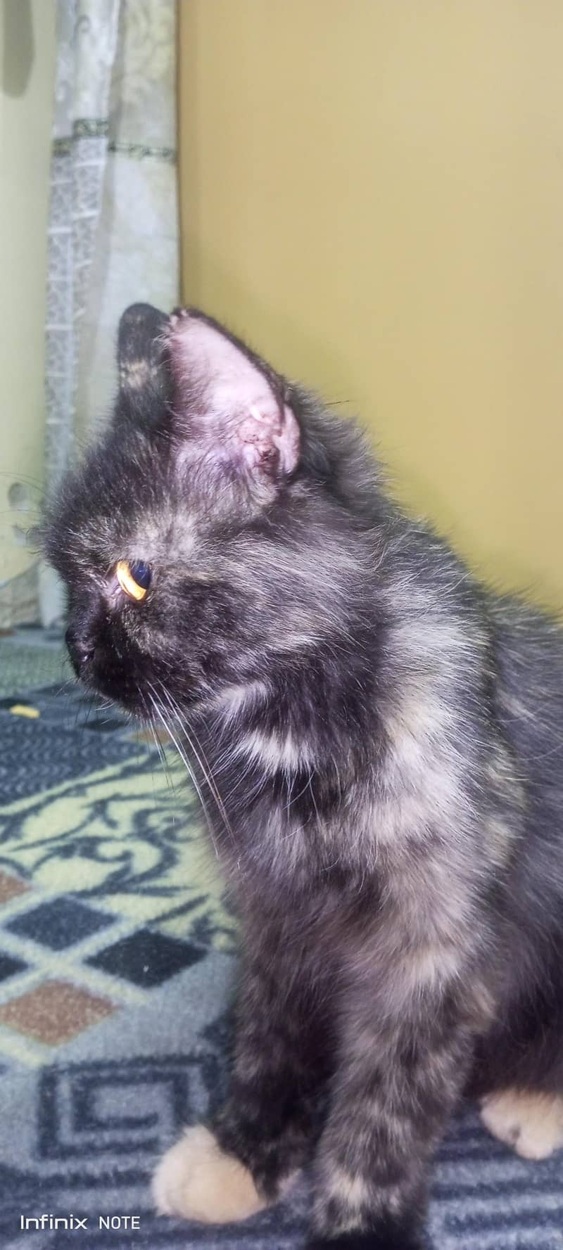 cute cat 3