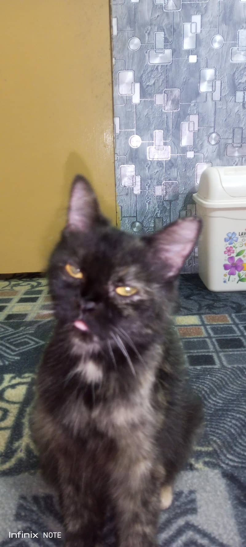 cute cat 4