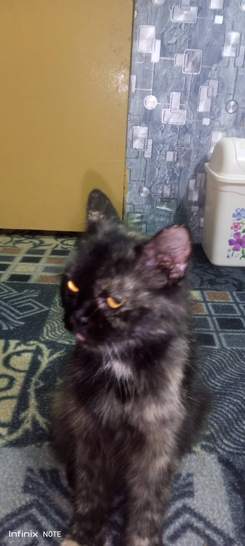 cute cat 6