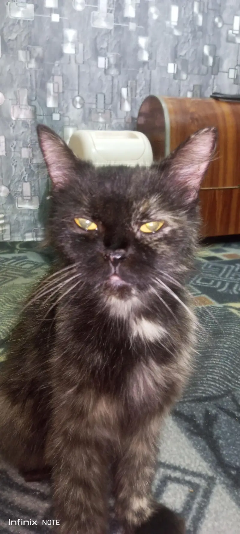 cute cat — photo 8