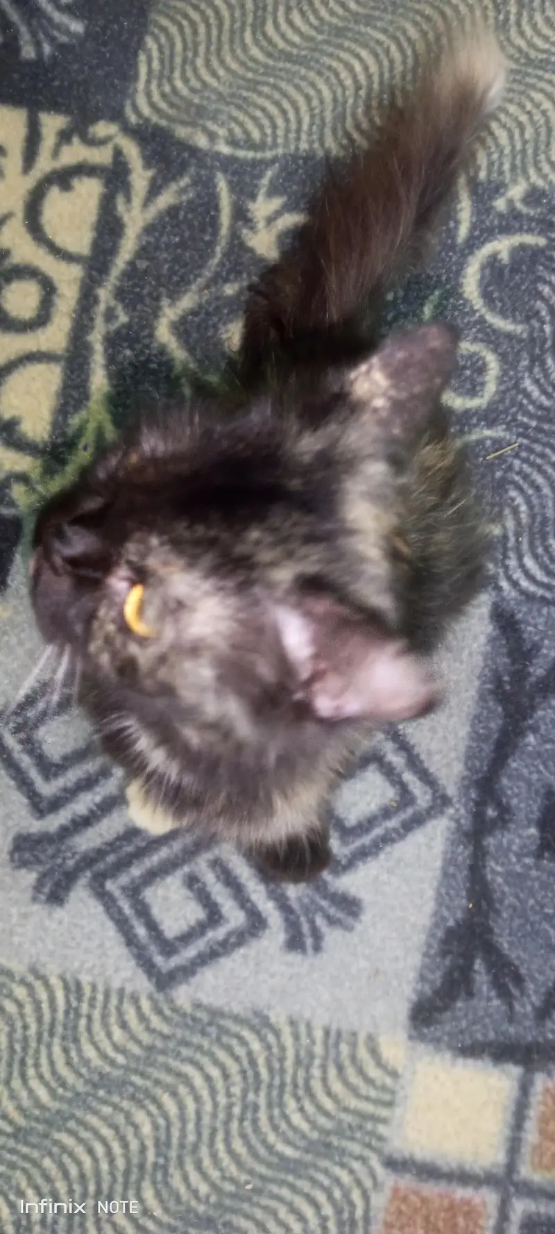 cute cat — photo 9
