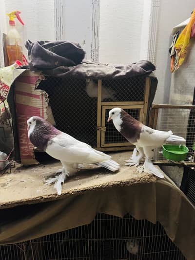 Fancy pigeon setup with cage(exchange possible)