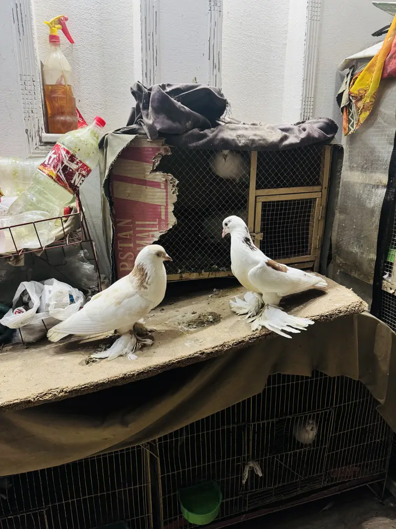 Fancy pigeon setup with cage(exchange possible) — photo 2