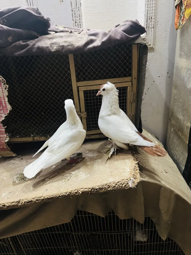 Fancy pigeon setup with cage(exchange possible) — photo 4