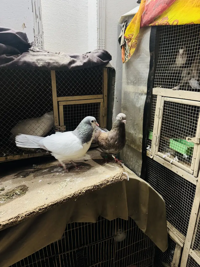 Fancy pigeon setup with cage(exchange possible) — photo 5