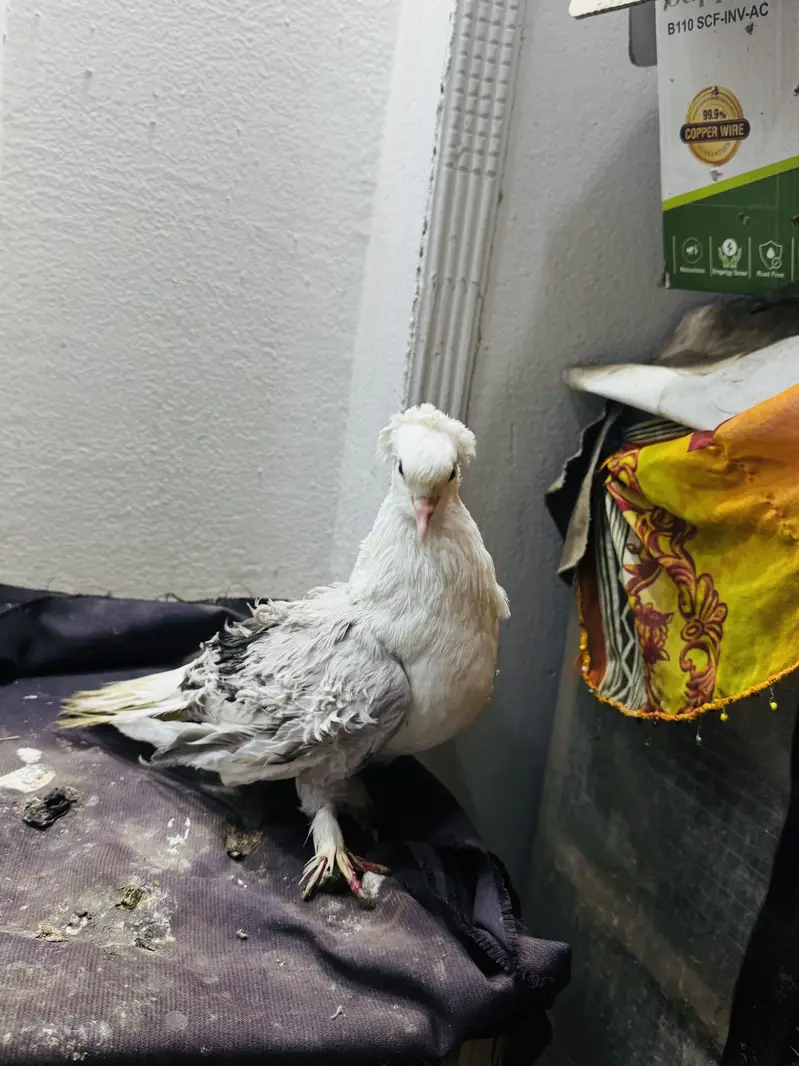 Fancy pigeon setup with cage(exchange possible) — photo 9