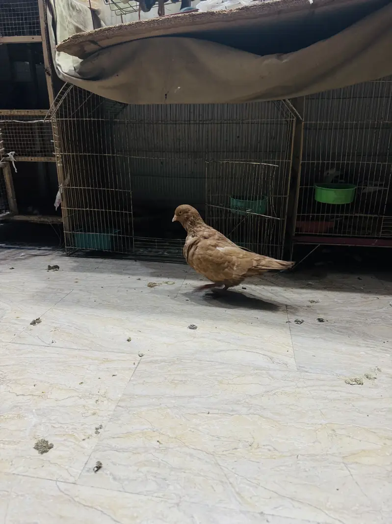 Fancy pigeon setup with cage(exchange possible) — photo 11