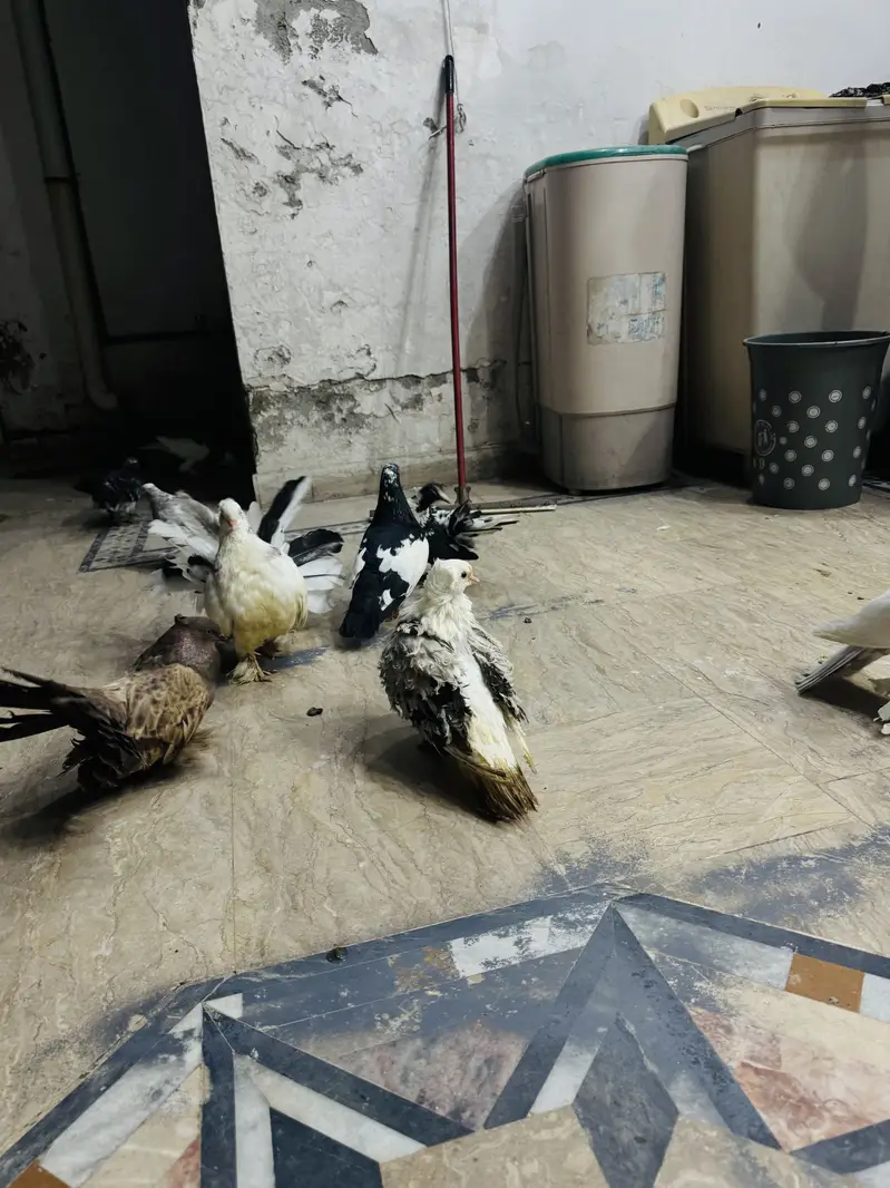 Fancy pigeon setup with cage(exchange possible) — photo 12