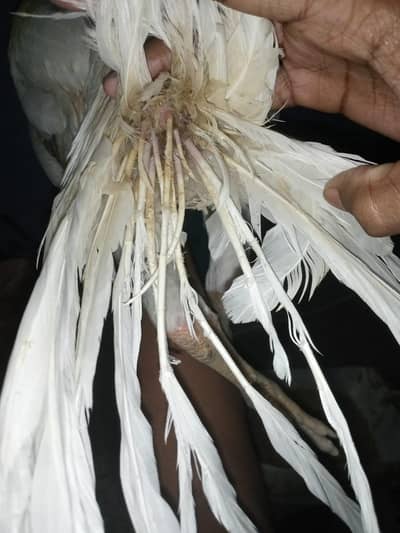 white Indian parrot beak my Whatsapp 03323304604