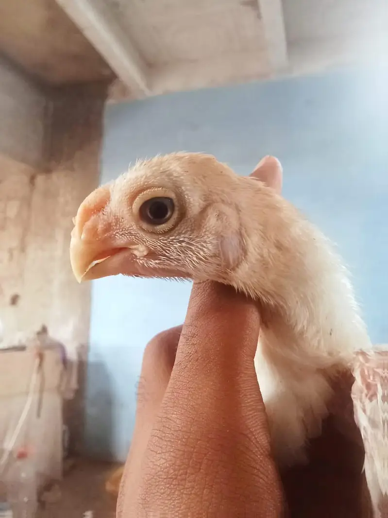 white Indian parrot beak my Whatsapp 03323304604 — photo 2