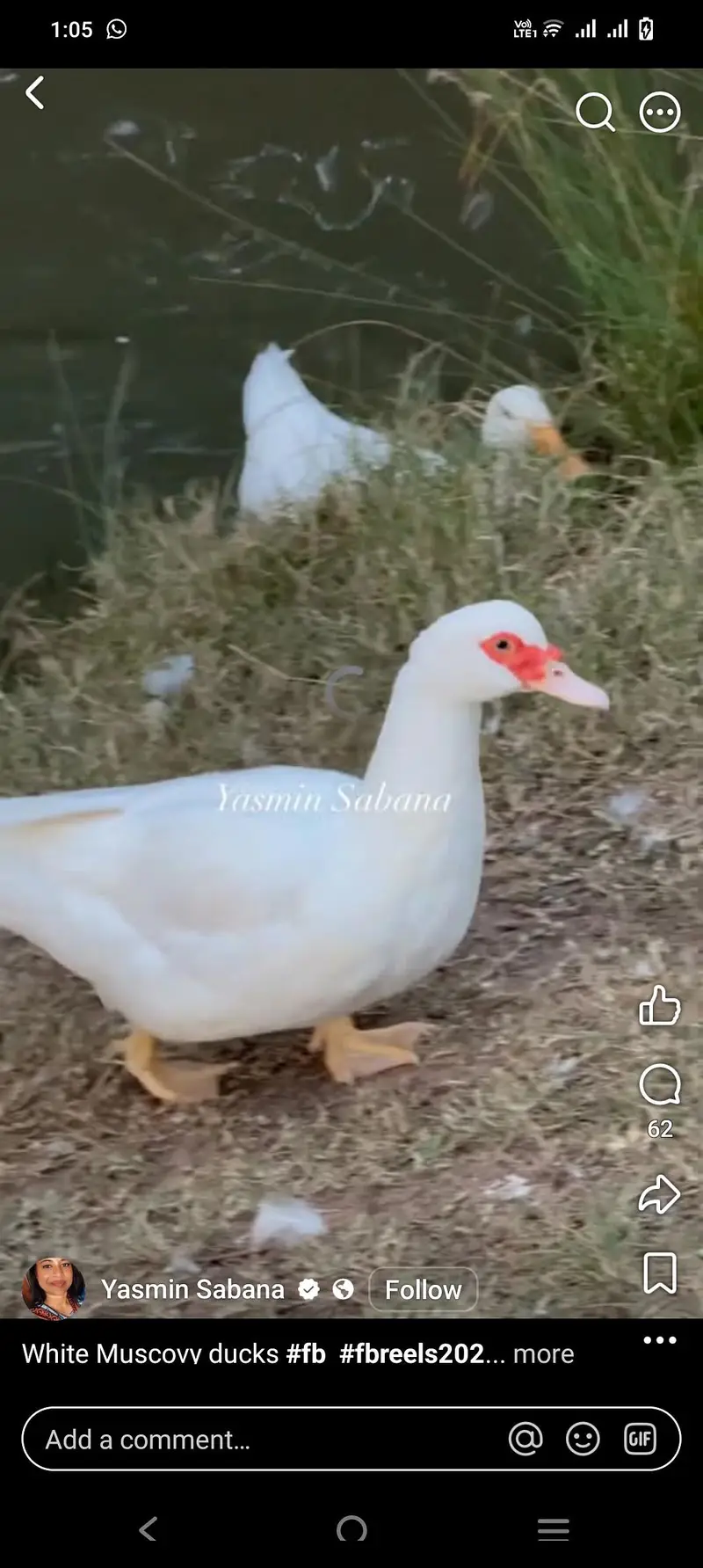 Muscovy duck eggs laying
