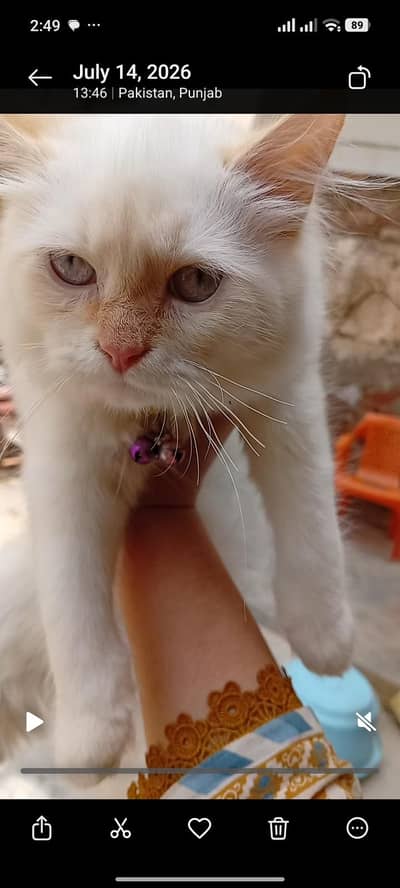 Persian cat white and gold ear and tail