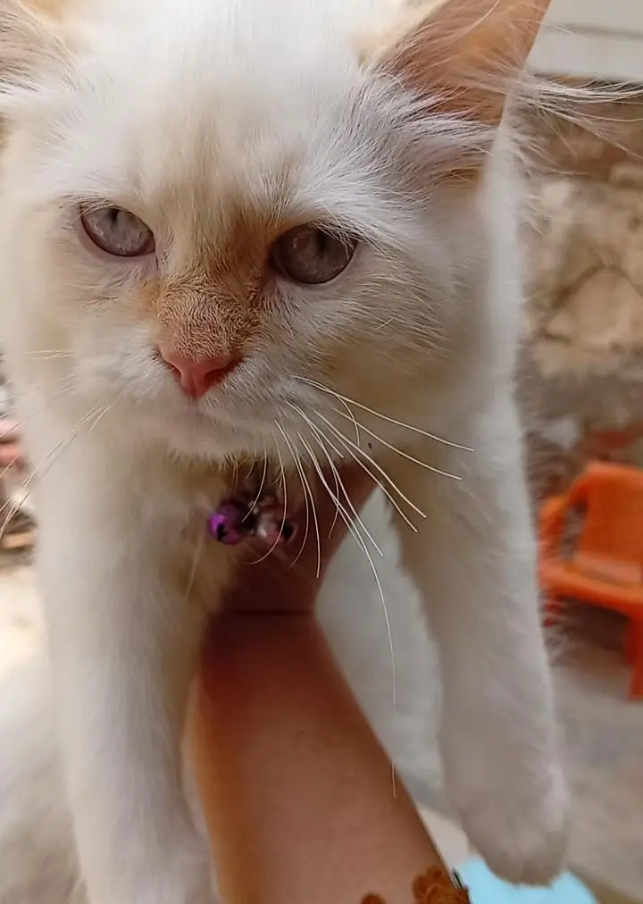 Persian cat white and gold ear and tail — photo 3
