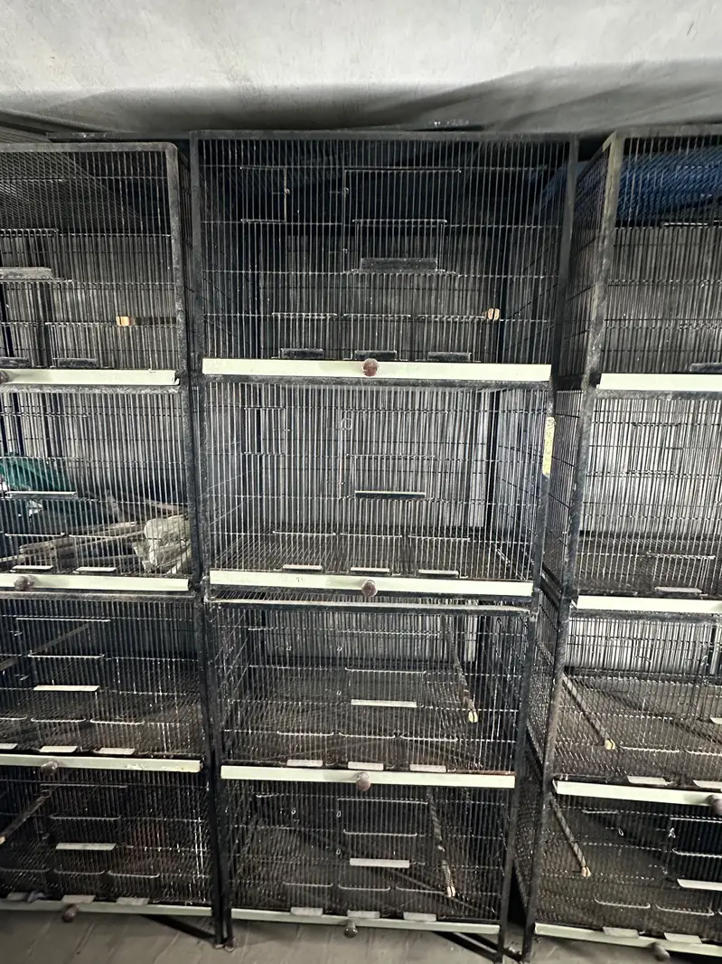 Birds Cage Full Angel — photo 2