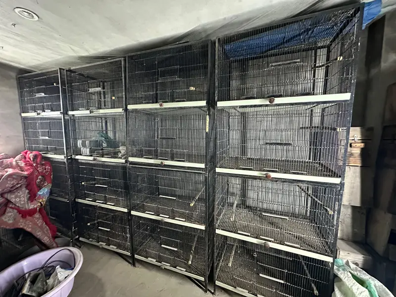 Birds Cage Full Angel — photo 3