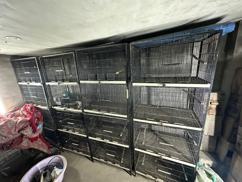Birds Cage Full Angel — photo 4