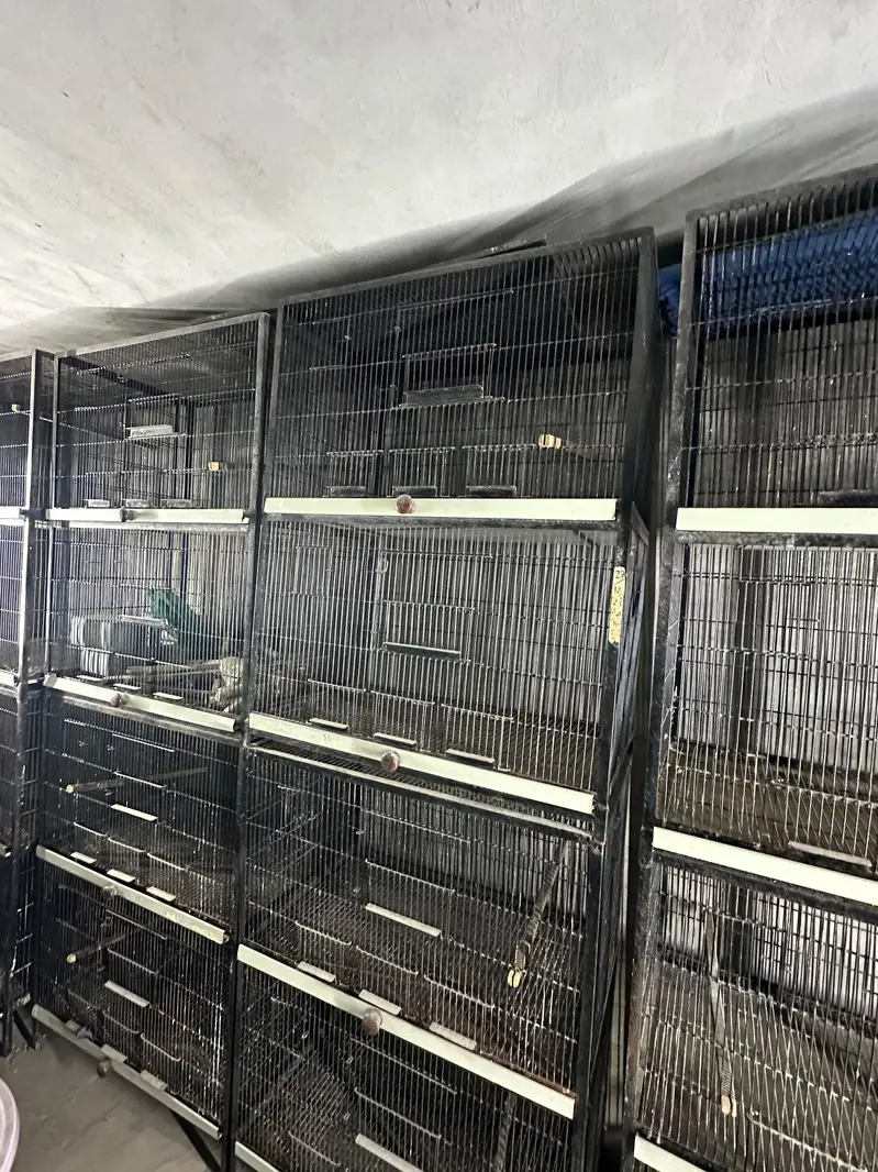 Birds Cage Full Angel — photo 5