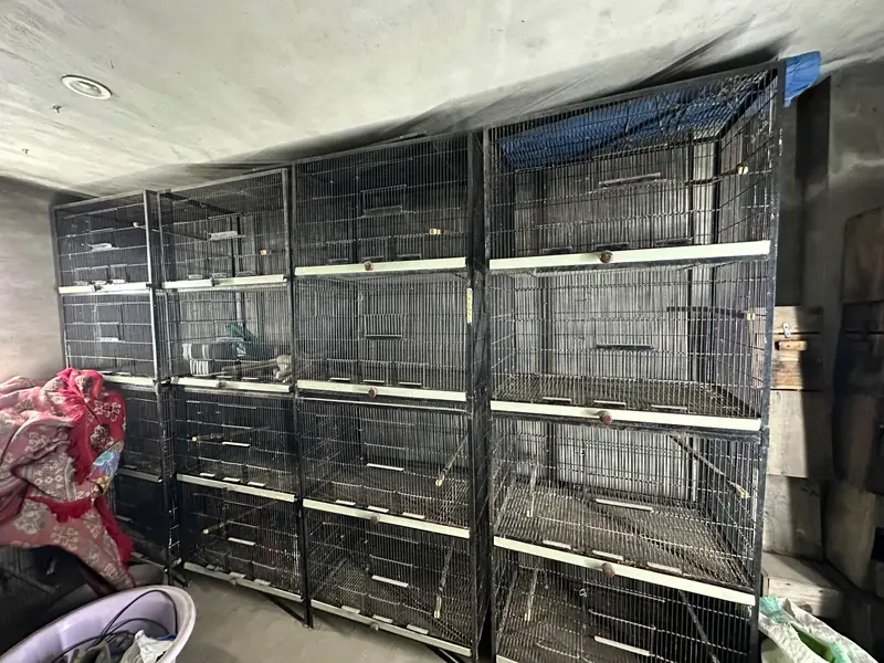 Birds Cage Full Angel — photo 6
