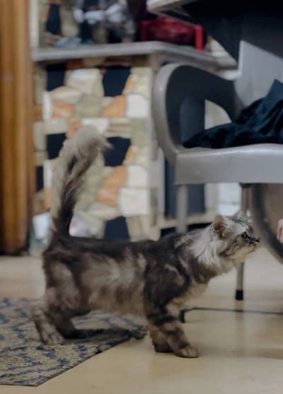 Grey male 1 year old