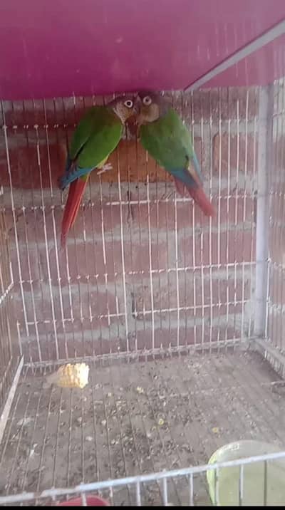 yellow sided Conor breeder pair