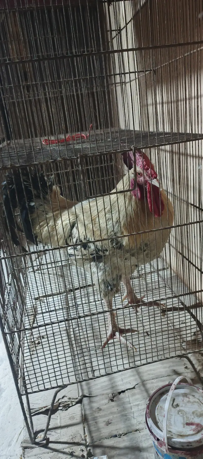 desi murga urgent for sale. . . — photo 2