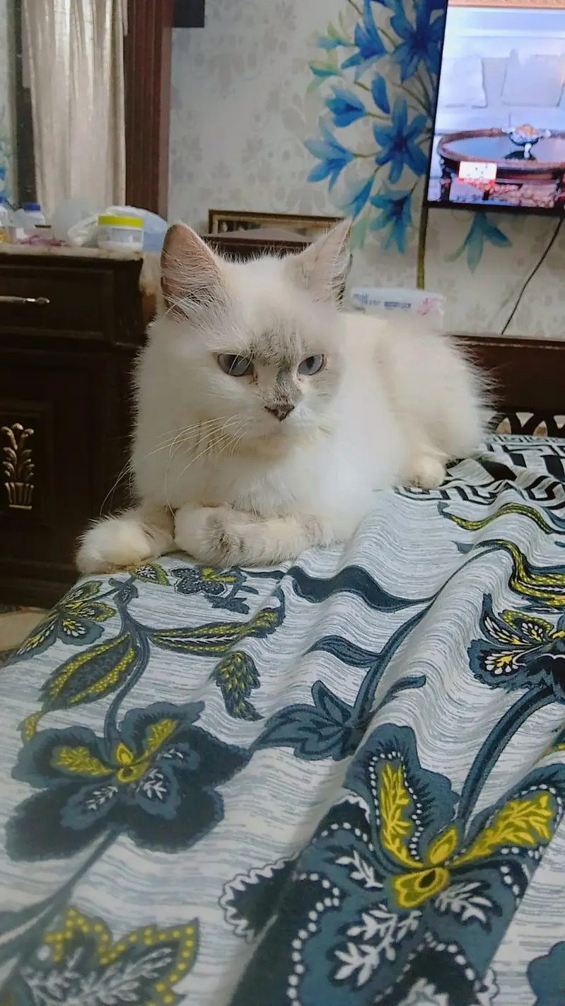 pur persian cats male and female very beautiful paire — photo 2