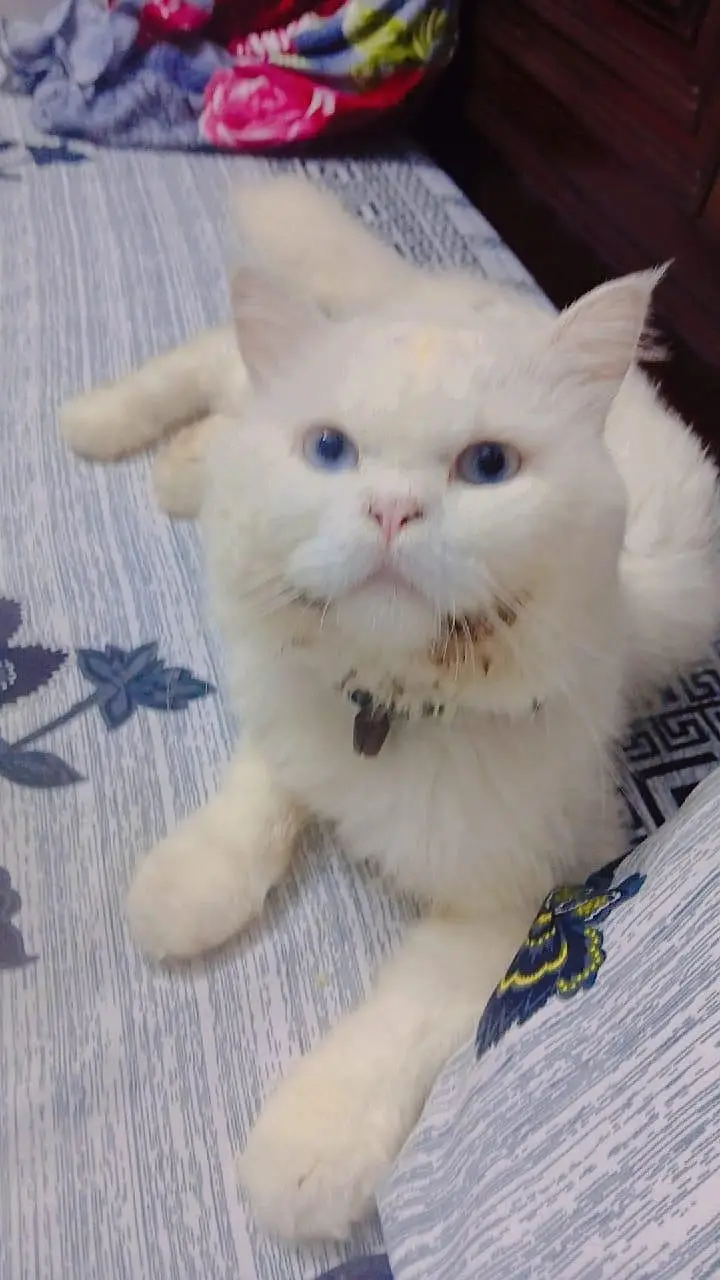 pur persian cats male and female very beautiful paire — photo 6
