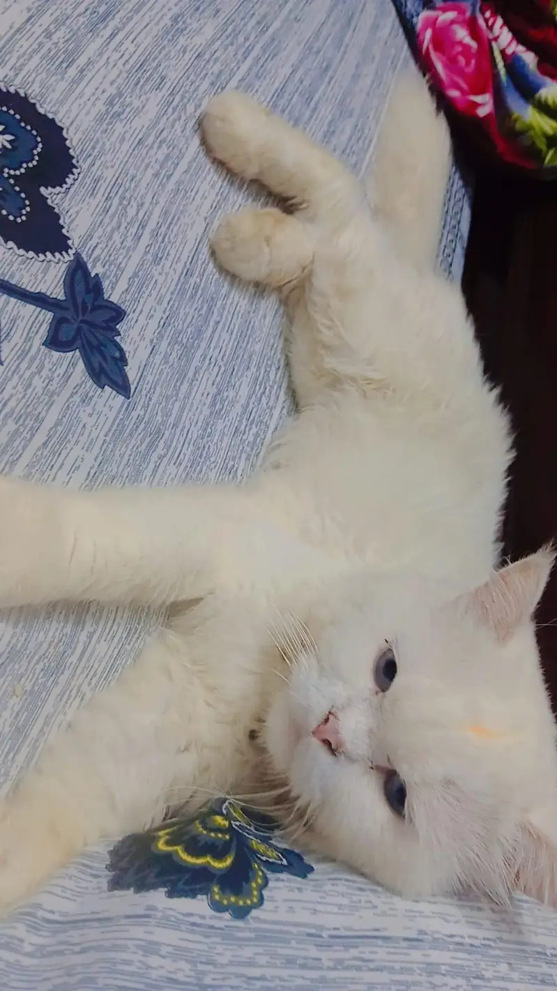 pur persian cats male and female very beautiful paire — photo 8